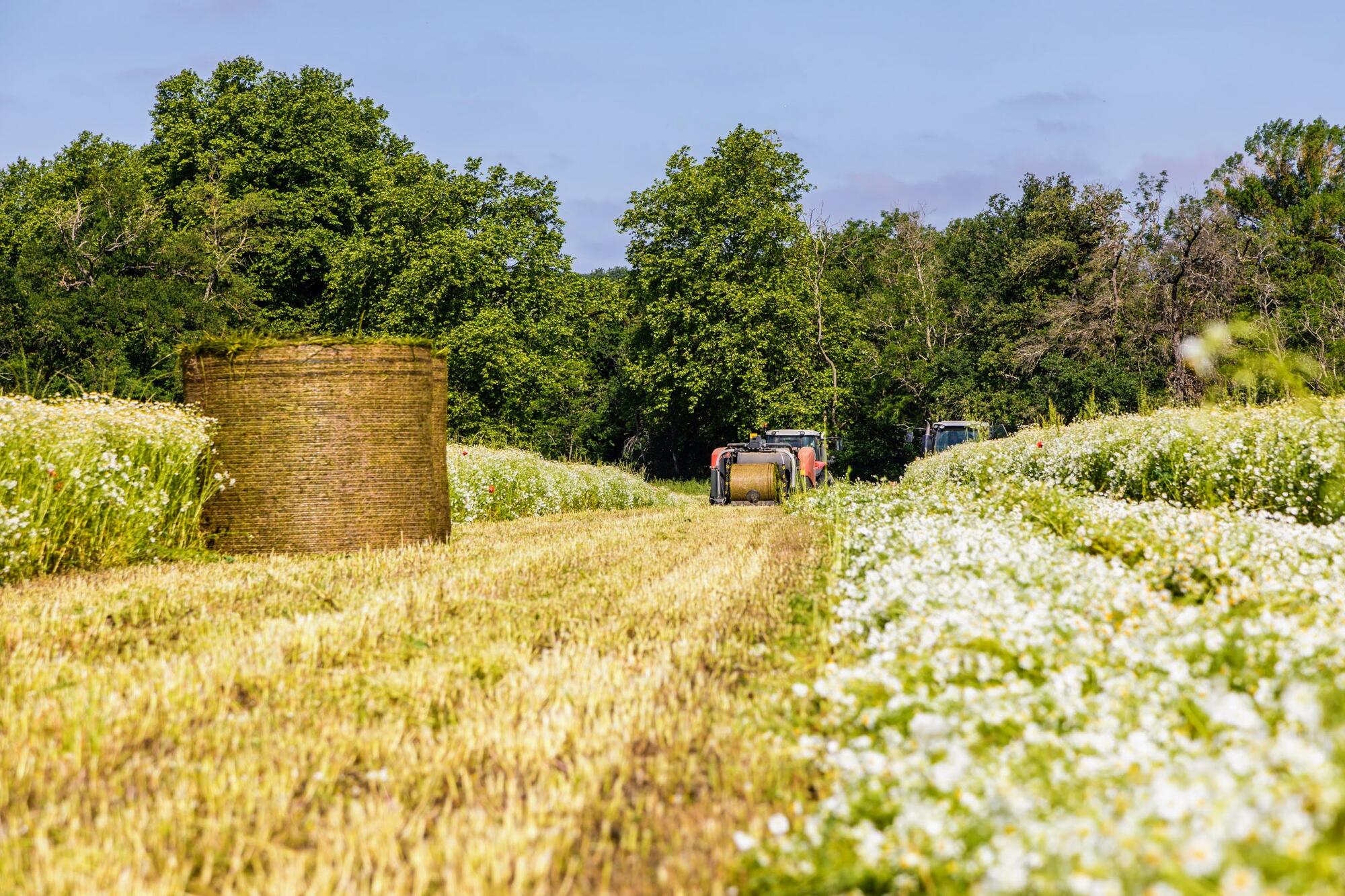 COLHIDAS EM PLENA FLORAÇÃO